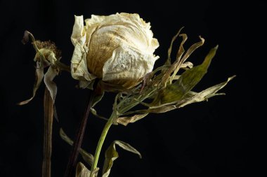 Kurumuş ve ölmekte olan bir gülün ve başka bir ölmekte olan çiçeğin hayat fotoğrafı..