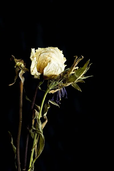 Still Life Photo Dried Dying Rose Another Type Dying Flower — Foto de Stock