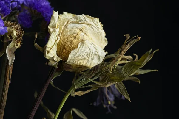 Still Life Photo Dried Dying Rose Another Type Dying Flower — Stok fotoğraf