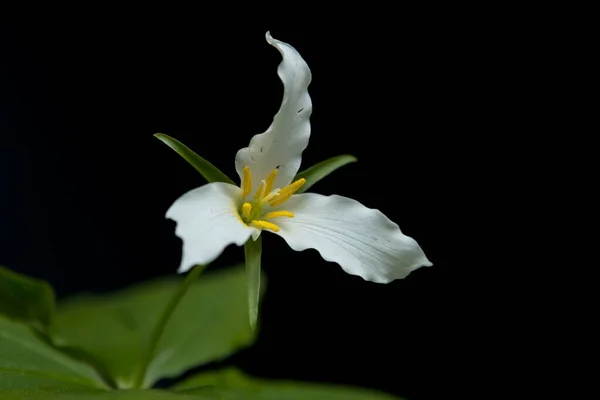 Close White Trilium Flower Mountain Area Rathdrum Idaho — Foto de Stock