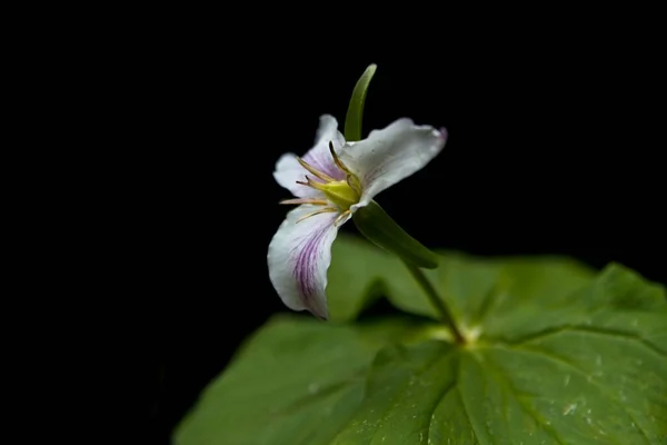 Close White Trilium Flower Mountain Area Rathdrum Idaho — Foto de Stock