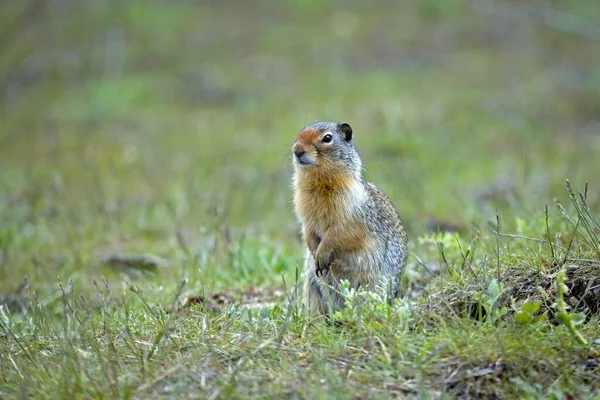 Cute Columbian Ground Squirrel Stands Alert Grass Farragut State Park — Fotografia de Stock