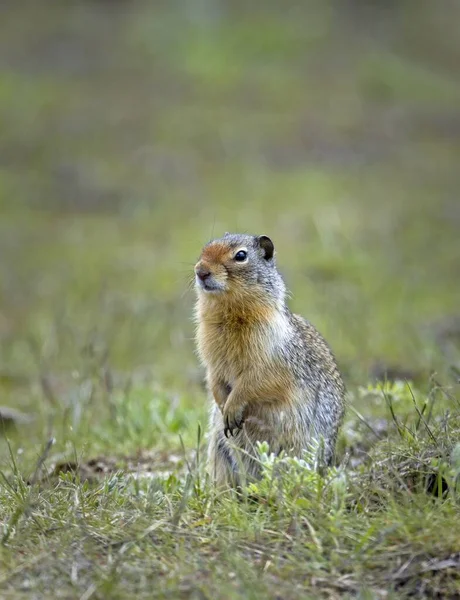 Cute Columbian Ground Squirrel Stands Alert Grass Farragut State Park — Fotografia de Stock