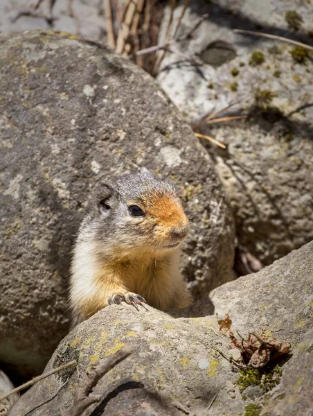 Cute Columbian Ground Squirrel Peaks Out Rock Farragut State Park — Stockfoto