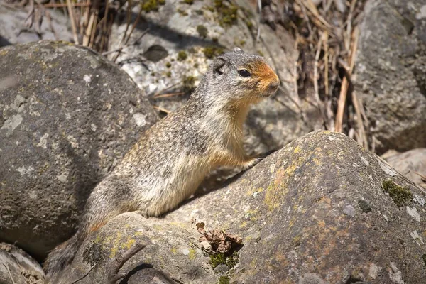 Small Columbian Ground Squirrel Stand Small Rock Farragut State Park — Stockfoto