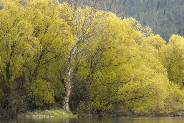 Uma Foto Paisagem Tronco Árvore Estéril Entre Árvores Amarelas Vivas — Fotografia de Stock