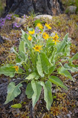 A group of arrowleaf balsamroot flowers on the ground in north Idaho. clipart