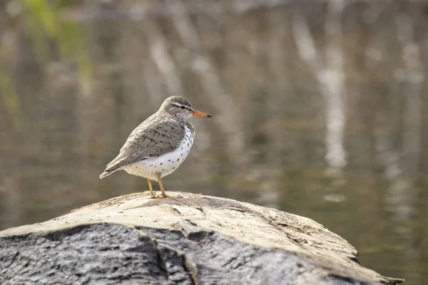 Small Spotted Sandpiper Stand Large Rock North Idaho — Stock Photo, Image
