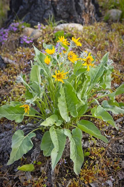 Kuzey Idaho 'da yerde bir grup ok yapraklı balsamroot çiçeği..