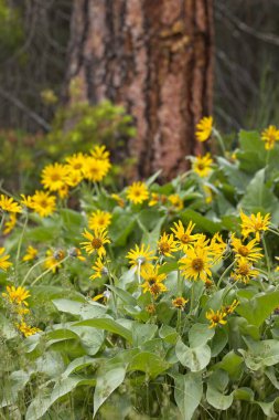 Post Falls, Idaho 'da bir grup sarı çiçek..