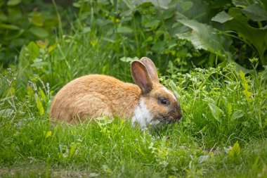 Idaho, Post Falls 'ta bir parkta yaprak yiyen kahverengi ve beyaz tavşan..