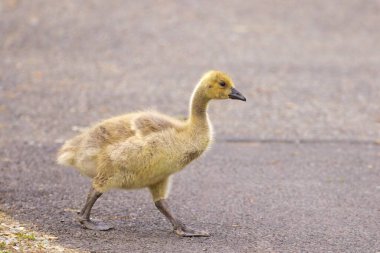 Spokane, Washington 'daki Manito Parkı' nda asfalt yolda yaşlı bir yavru yürüyor..