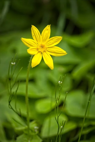 Nahaufnahme Einer Hübschen Gelben Blume Post Falls Idaho — Stockfoto