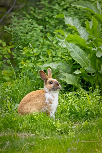 Adorable Conejo Marrón Blanco Sentado Hierba Post Falls Idaho —  Fotos de Stock