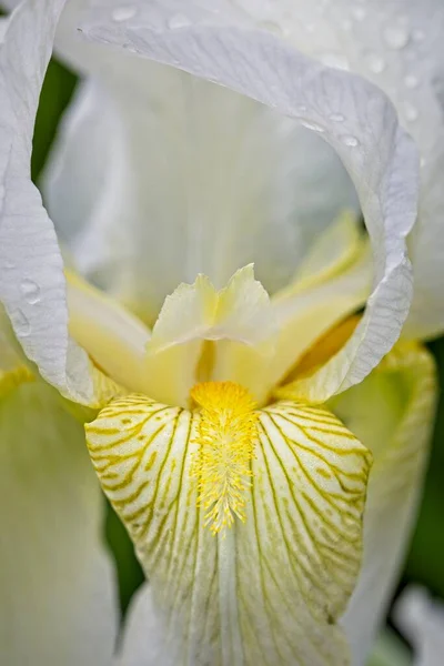 Close Photo Pretty White Iris North Idaho — Stock Photo, Image