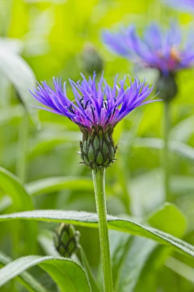 Primer Plano Una Flor Cono Púrpura Jardín Norte Idaho — Foto de Stock