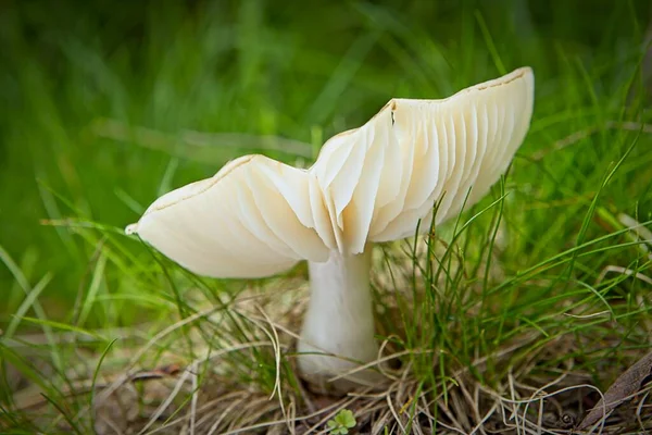 Närbild Vit Rysssvamp Skogsmarken Norra Idaho — Stockfoto