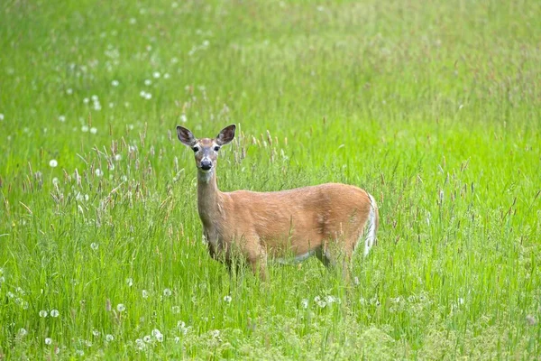 Deer Standing Tall Grassy Field — Stock Photo, Image