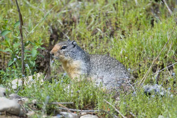 Ein Pelziges Kolumbianisches Erdhörnchen Schaut Sich Vor Einem Loch Der — Stockfoto