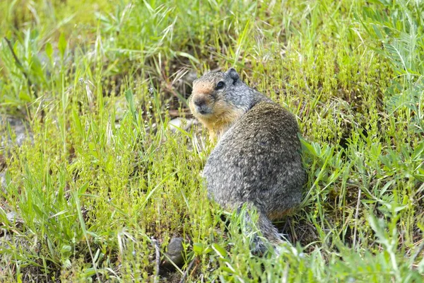 Small Furry Ground Squirrel Looking Back Small Hill Athol Idaho — Stock Photo, Image