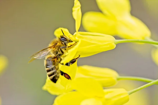 アイダホ州北部の黄色い花の中に花粉を集めるミツバチのクローズアップ — ストック写真