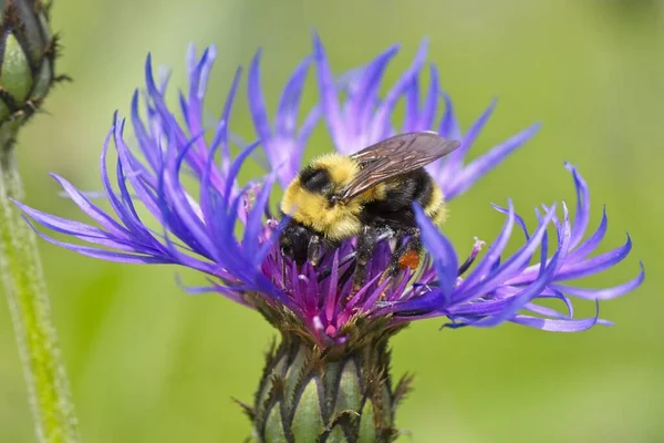 アイダホ州北部の紫色の円錐花から蜂が花粉を集める — ストック写真