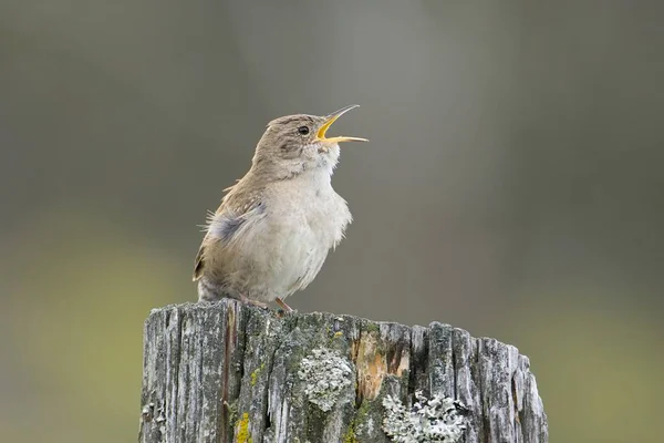 Small Wren Perched Post Singing Loudly North Idaho — Stock Photo, Image