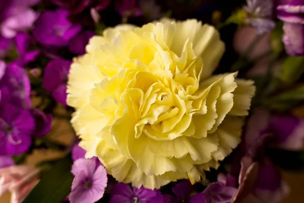 A close up photo of a bright yellow carnation standing out from purple a purple flower background.