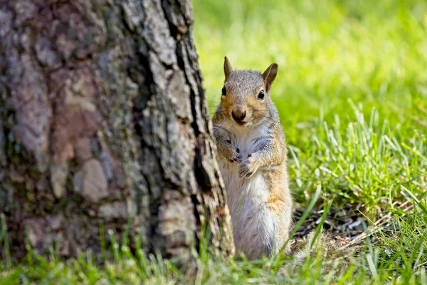 Cute Alert Squirrel Stands Tree Rathdrum Idaho — Stok fotoğraf