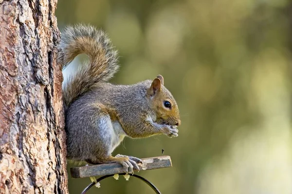 Cute Little Squirrel Wooden Platform Eats Seeds Rathdrum Idaho — Stok fotoğraf