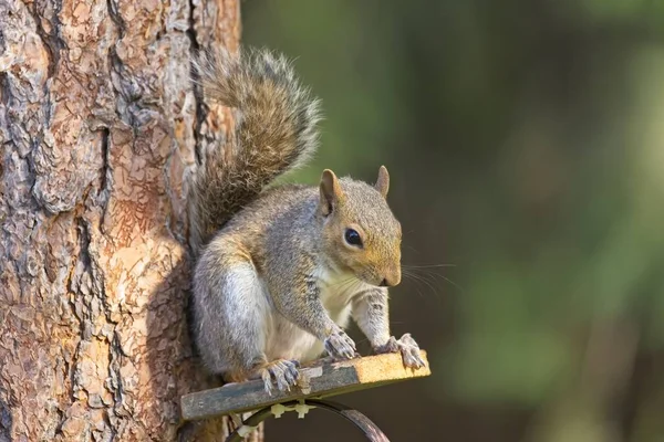 Een Schattig Eekhoorntje Zit Een Boomplateau Rathdrum Idaho — Stockfoto