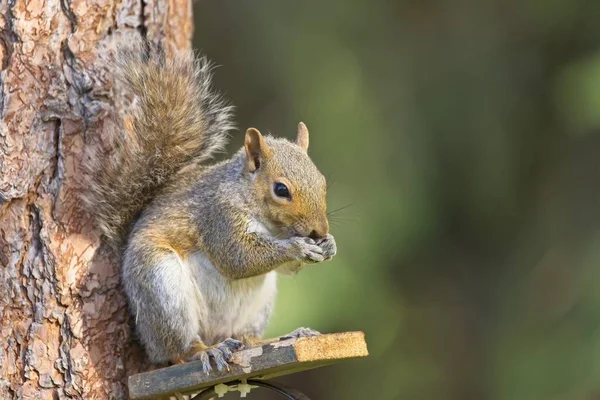 Een Schattig Eekhoorntje Een Houten Platform Eet Zaden Rathdrum Idaho — Stockfoto