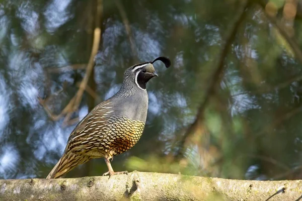 Male Quail Stands Branch Rathdrum Idaho — Fotografia de Stock