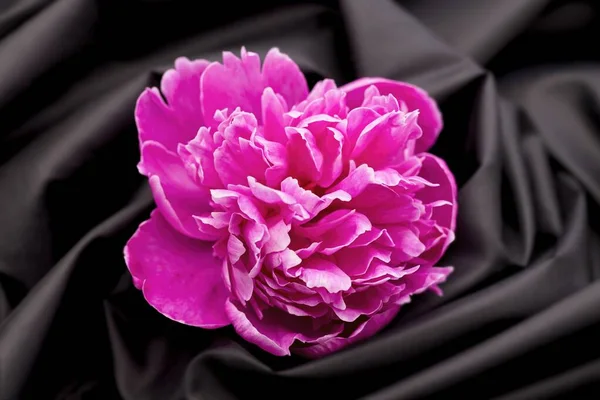 Una Peonía Rosa Coloca Paño Negro Girando Esta Foto Estudio — Foto de Stock