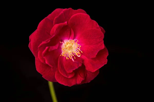 Una Foto Estudio Una Rosa Roja Sobre Fondo Negro — Foto de Stock