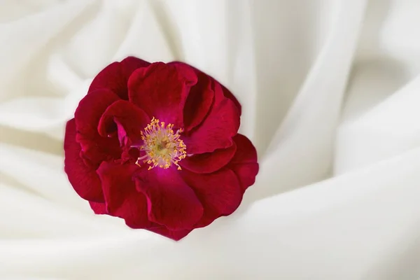 Μια Εννοιολογική Φωτογραφία Ενός Κόκκινου Τριαντάφυλλου Ένα Στροβιλισμένο Λευκό Πανί — Φωτογραφία Αρχείου