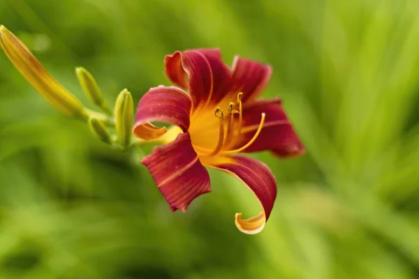 Close Photo Single Red Yellow Tiger Lily Garden North Idaho — Stock Photo, Image