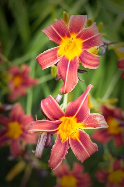 Close Photo Cluster Red Yellow Tiger Lilies North Idaho — Stock Photo, Image
