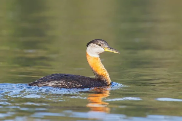 Red Necked Grebe Swims Calm Water North Idaho — Stock Photo, Image