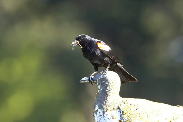 Red Winged Blackbird Perched Bird Statue Has Dragonfly Its Beak — ストック写真