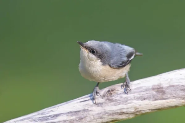 Closeup Photo Cute Little Pygmy Nuthatch Perched Stick North Idaho — Foto de Stock