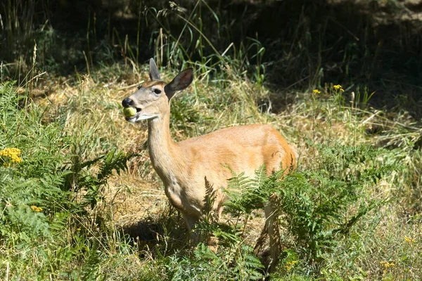 Female White Tail Deer Stands Tall Grass Weeds Apple Its — Stock Photo, Image