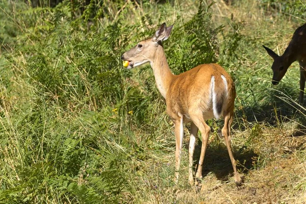 A female white tail deer stands in tall grass and weeds with an apple in its mouth in Coeur\'d\'Alene, Idaho.