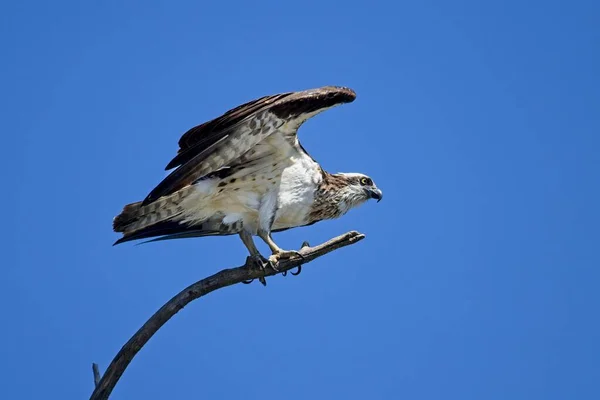 Ein Fischadler Auf Einem Kahlen Ast Spreizt Seine Flügel Hayden — Stockfoto