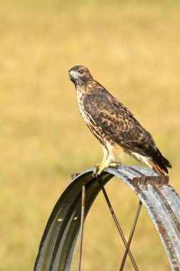Güzel, kaba bacaklı bir şahin sulama çarkına tünemiş ve Kuzey Idaho 'da bir sonraki yemeğini arıyor..
