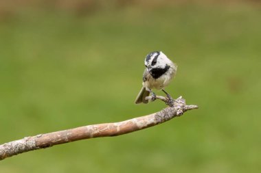 Kuzey Idaho 'da küçük şirin bir dağ kuşu bir dala tünemiş..