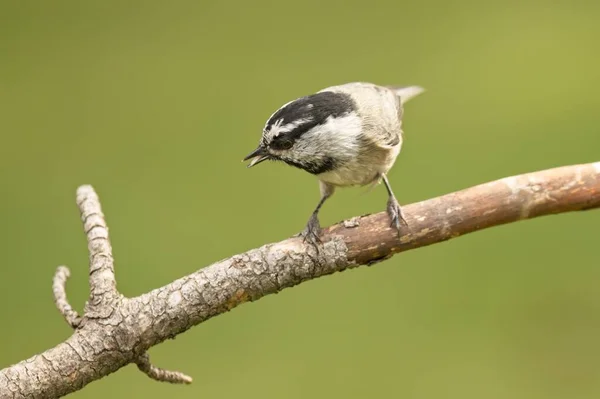 Egy Aranyos Kis Hegyi Tyúkmadár Egy Ágon Észak Idahóban — Stock Fotó