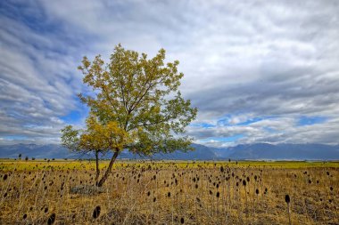 Batı Montana 'daki Ninepipes vahşi yaşam sığınağındaki vadi bölgesindeki manzara ağacı..