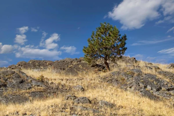蒙大拿西部蓝天下山顶上一棵小树的风景画 — 图库照片
