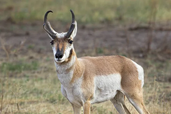 Una Foto Ravvicinata Antilope Maschile Con Corna Nel Montana Occidentale — Foto Stock